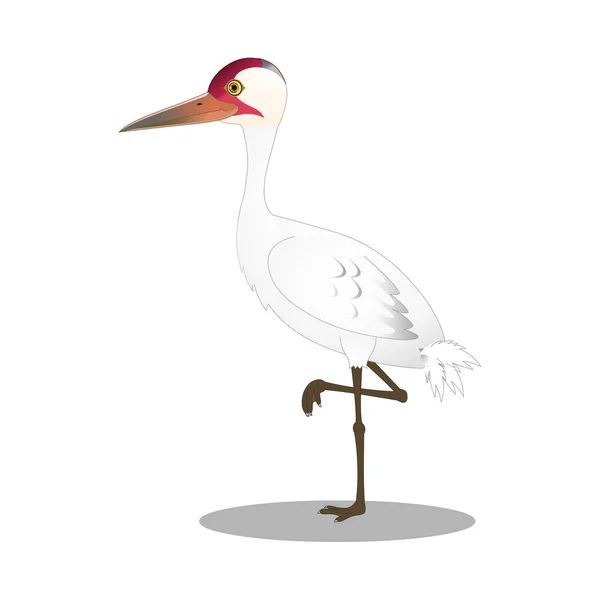 Baby Whooping Crane Cartoon Vector Afbeelding — Stockvector