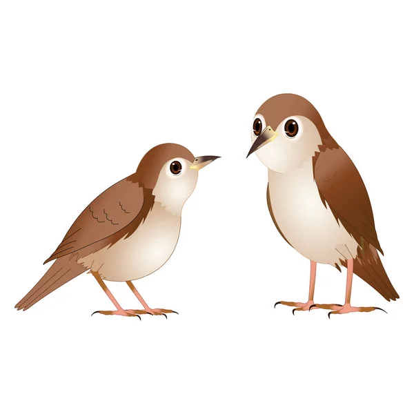 Uccelli Usignolo Marrone Immagine Vettoriale Dei Cartoni Animati — Vettoriale Stock