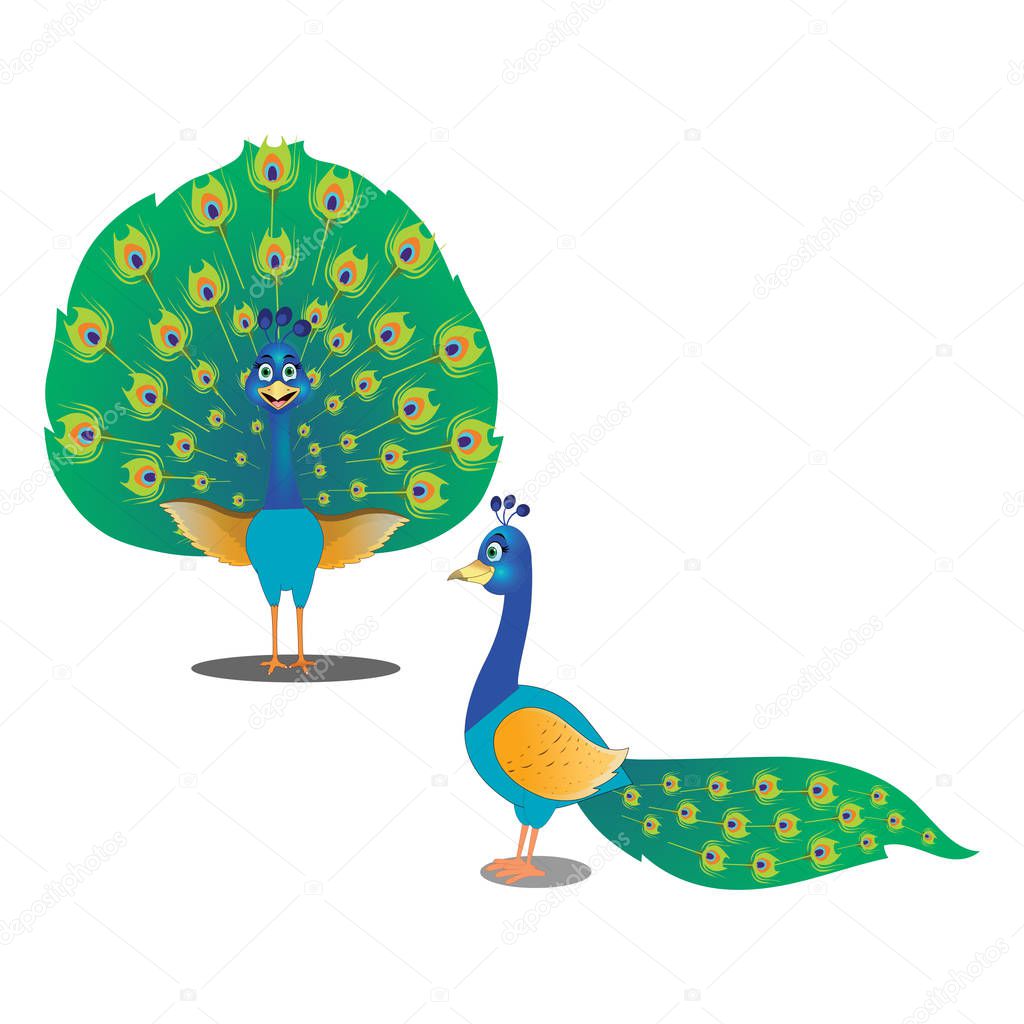 Two Peacocks - Cartoon Vector Image