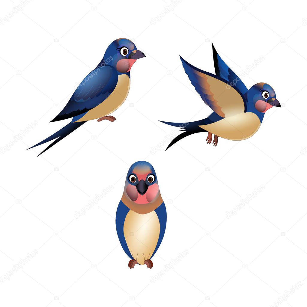 Barn Swallow Bird - Vector Image