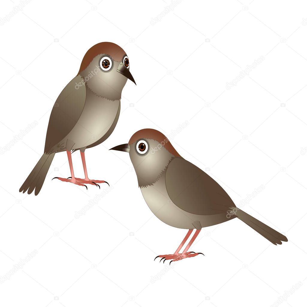 Long Billed Tailor Bird - Cartoon Vector Image