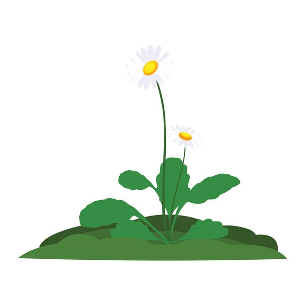 Daisy Planta Com Flores Cartoon Vector Image —  Vetores de Stock