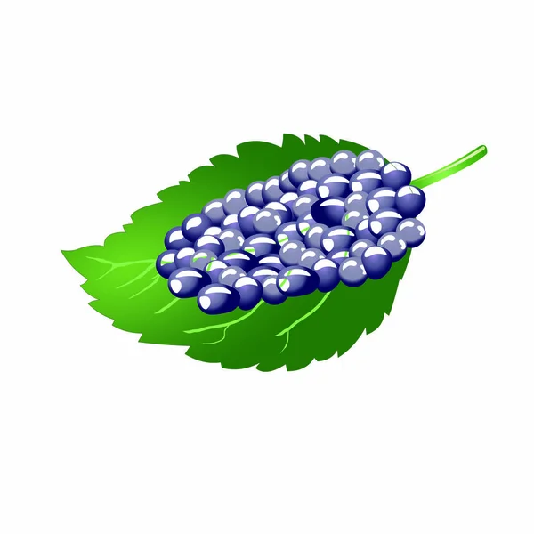 Owoce Morwy Zielonym Liściu Cartoon Vector Image — Wektor stockowy