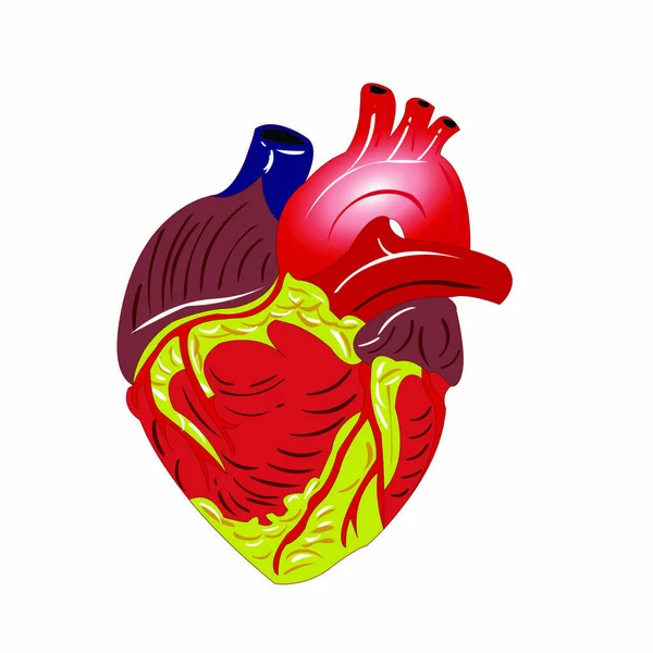 Corazón Con Músculos Venas Imagen Vectorial Dibujos Animados — Vector de stock