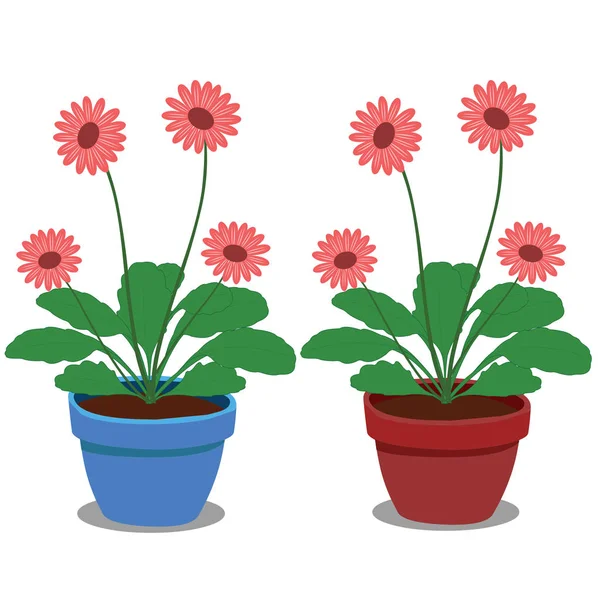 Plantas Aster Dois Vasos Cartoon Vector Image —  Vetores de Stock
