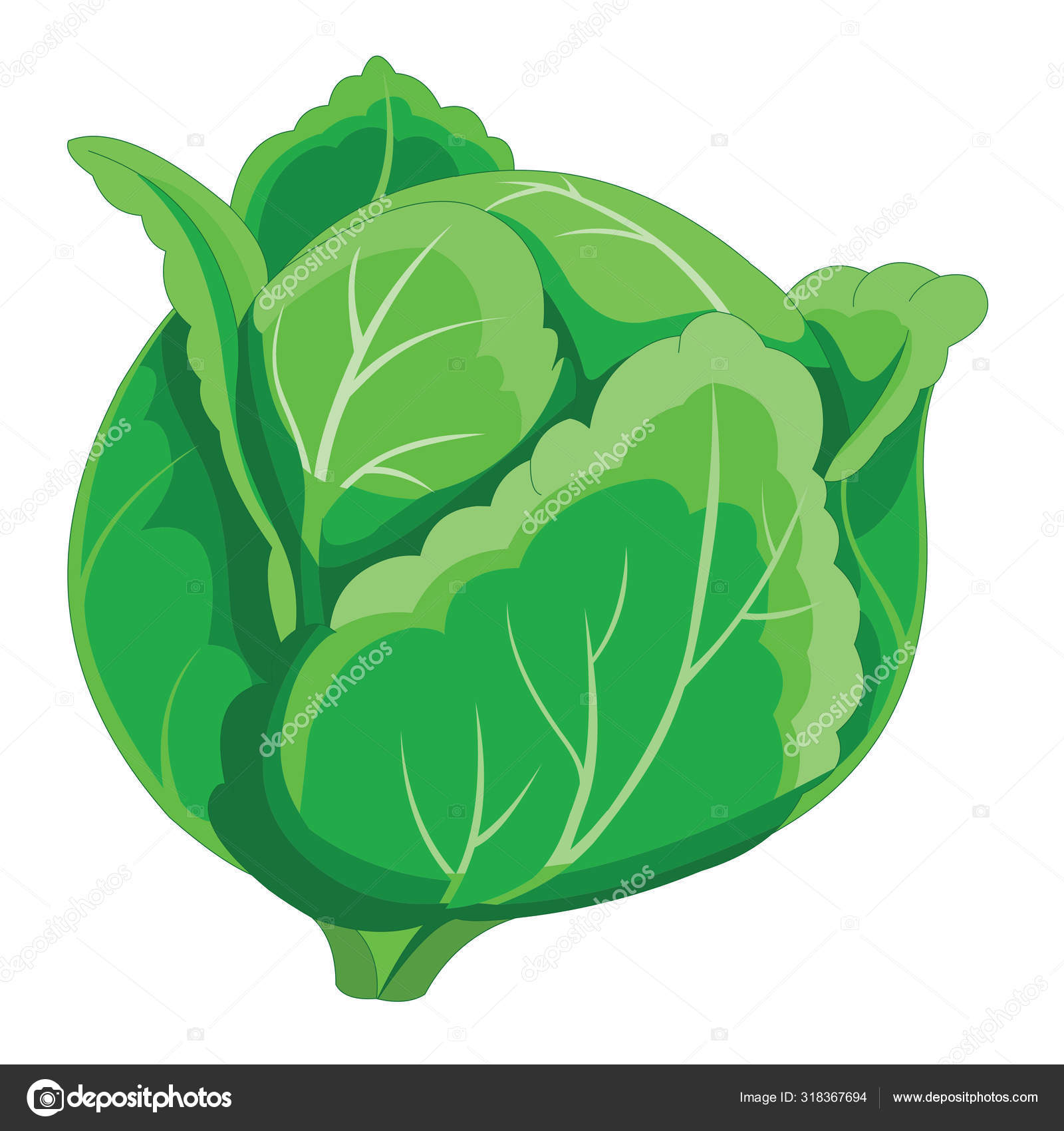 Green Leafy Cabbage Vegetable Cartoon Vector Image Stock Vector by