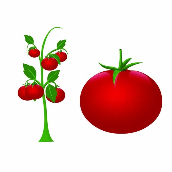 Tomate Mit Pflanze Cartoon Vektorbild — Stockvektor