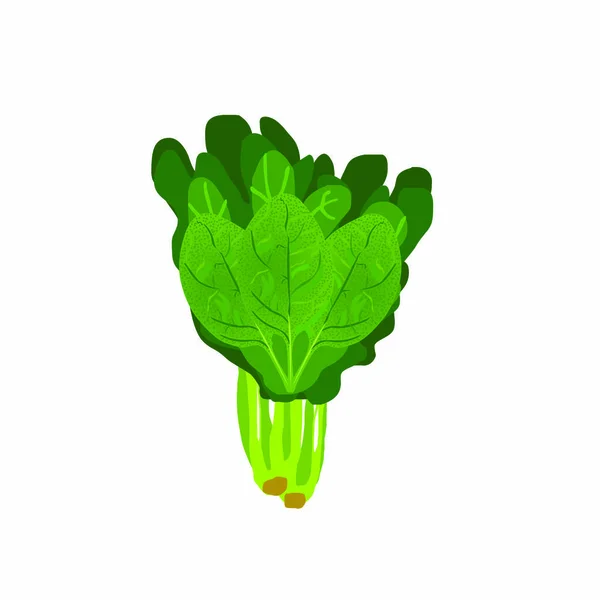 Green Spinach Vegetable Stalk Cartoon Vector Image — Stock Vector