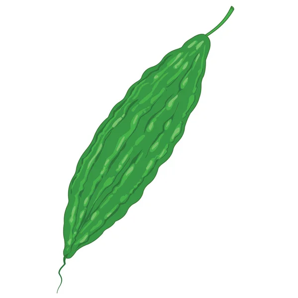 Yeşil Acı Kabak Sebzesi - Çizgi film Vektör ResmiComment