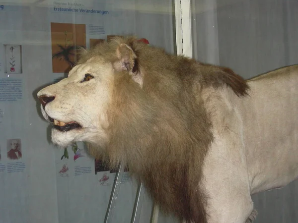 Model Lion Ζωή Όπως Side View — Φωτογραφία Αρχείου