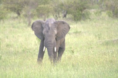 Bebek Afrika Fil Öngörünümü