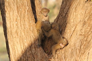 Ağaç dalları arasında Bebek Maymunlar