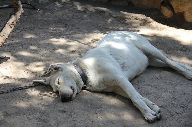 Köpek Gölge Altında Bir Taşta Uyuyor