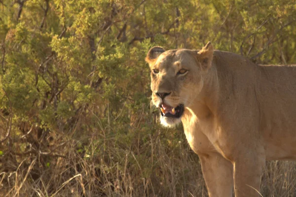 Afrikanische Löwin Bereit Zum Angriff — Stockfoto