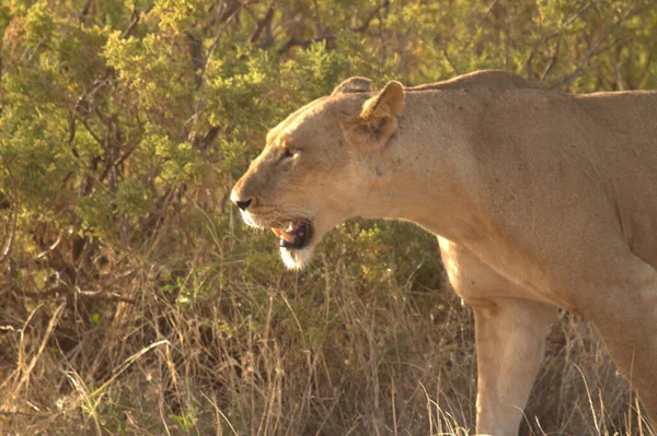 Afrikanische Löwin Knurrt Aus Nächster Nähe — Stockfoto