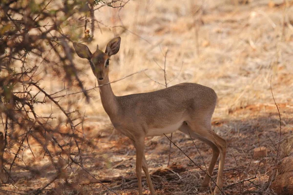 Baby Deer Posing View — Stock Photo, Image