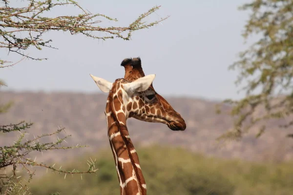 Baby Giraffa Faccia Pic Lato Posa — Foto Stock