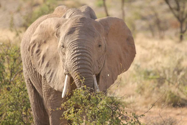 象の赤ちゃん立ち食べ — ストック写真