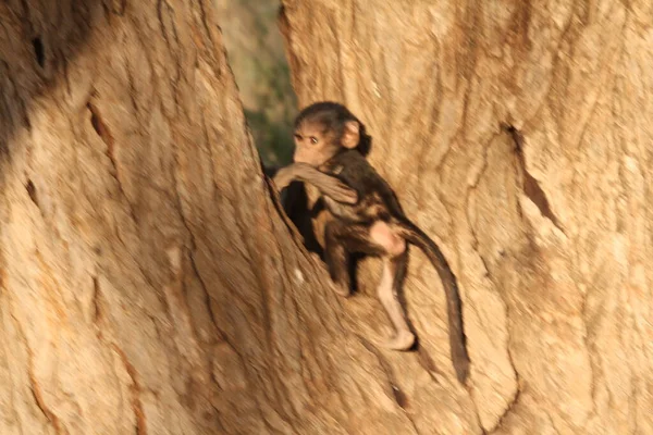 Мавпа Між Гілками Дерев — стокове фото