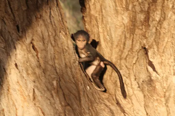 Мавпа Стоїть Між Гілками Дерев — стокове фото