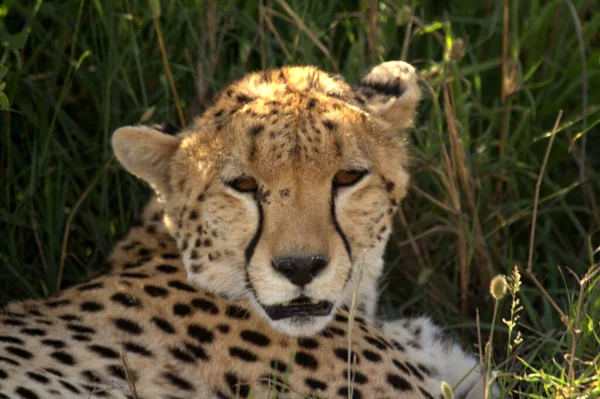 Cheetah Liggend Grass Front Pose — Stockfoto