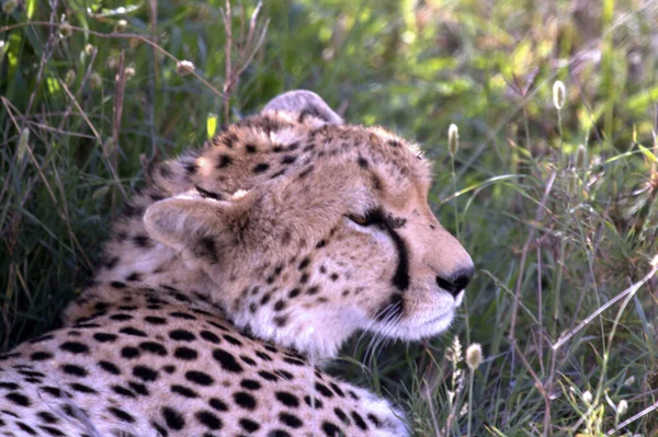 Cheetah Ligger Grass Stäng Visa — Stockfoto