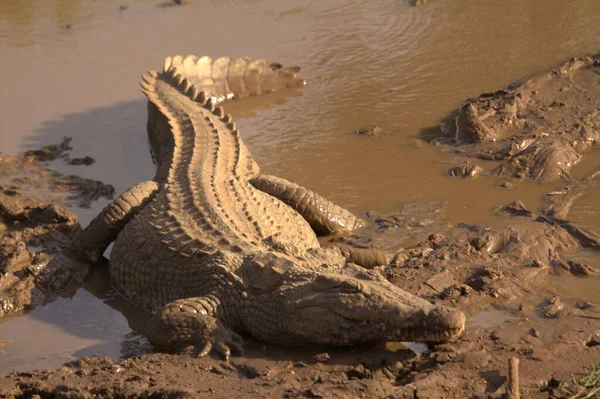泥水近景中的鳄鱼 — 图库照片