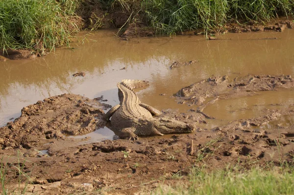 Krokodil Modderig Water Far View — Stockfoto