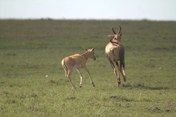 鹿及小牛犊在草地上奔跑 — 图库照片