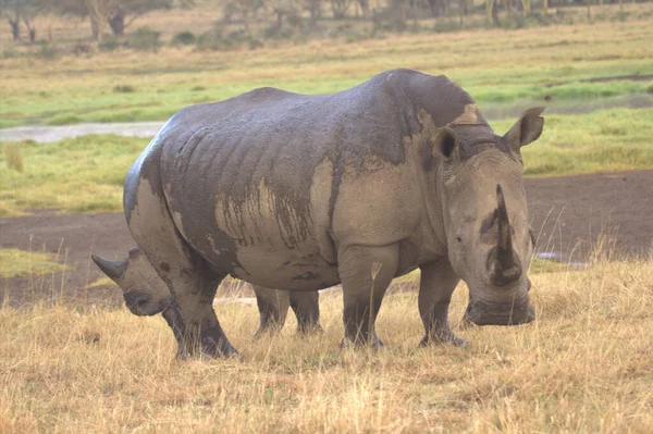 뿔달린 마리의 코뿔소가 새끼를 — 스톡 사진