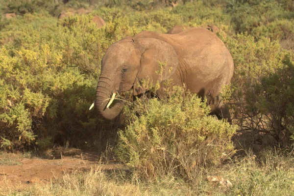象の食べる低木側のビュー — ストック写真