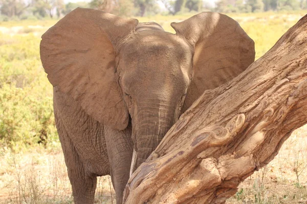 Слон Теленок Тени Дерева — стоковое фото