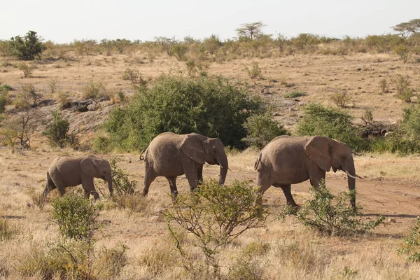 Grazing Família Elefantes Pastagens — Fotografia de Stock