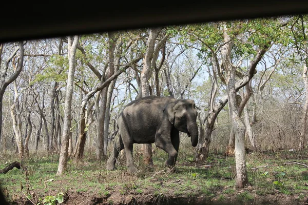 Elefant Wald Steht Vor Spaziergang — Stockfoto