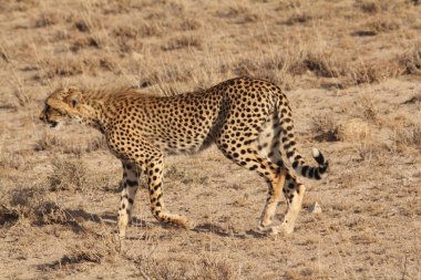 Av Çitası daha hızlı hareket ediyor.