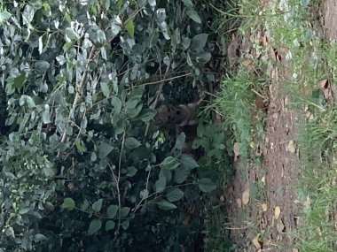 Golf sahasında saklanan Tilki