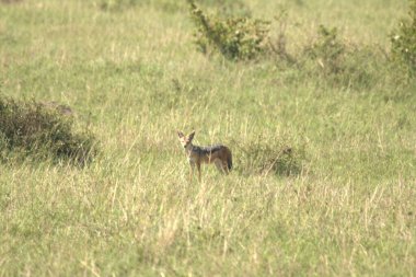Ormandaki Tilki Uzak Görüşte