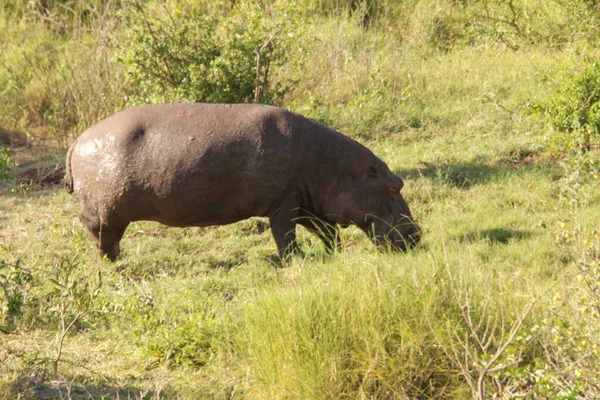 Hippopotamus Legelőn — Stock Fotó