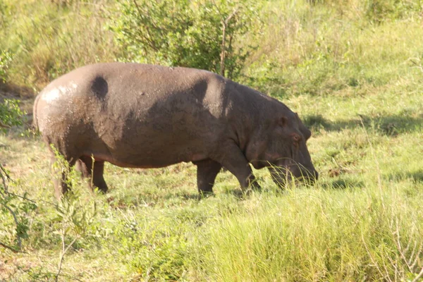 Hippopotamus Grassland Közeli Nézetben — Stock Fotó