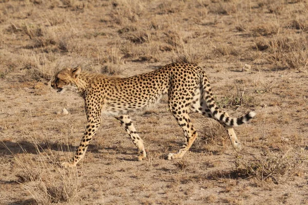 Jagen Cheetah Grommend Buurt Van View — Stockfoto