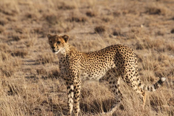 Jagen Cheetah Het Punt Rennen — Stockfoto