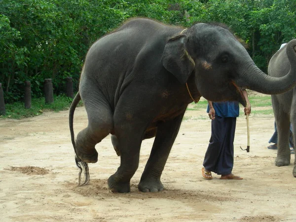 Elefant Stående Två Ömma Ben — Stockfoto