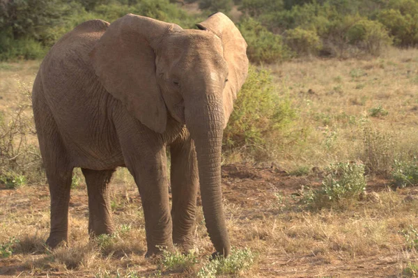 Słoń Pozowanie Suchej Trawie — Zdjęcie stockowe