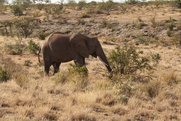 乾燥草の上の象食べる低木 — ストック写真