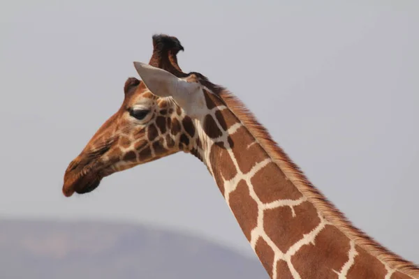 Girafa Face Pic Side Pose — Fotografia de Stock