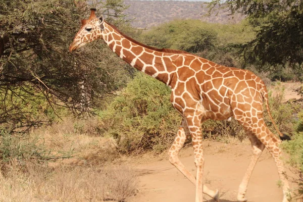 Giraffe Wandelen Een Bos — Stockfoto
