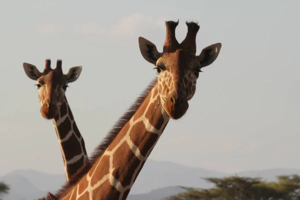 Giraffe Con Colline Sullo Sfondo — Foto Stock