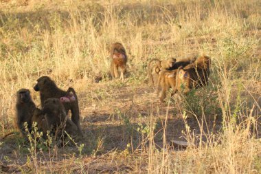 Afrika Otlağında Maymun Aileler