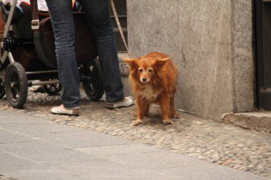 Caddedeki küçük kahverengi köpek
