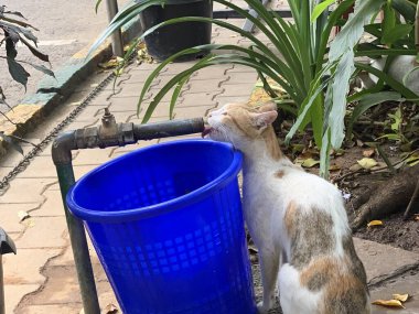 Susamış Kedi Musluğu yalıyor